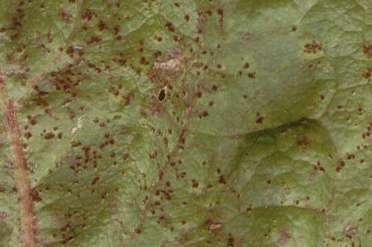 Image of Puccinia hieracii (Röhl.) H. Mart. 1817