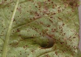 Image of Puccinia hieracii (Röhl.) H. Mart. 1817