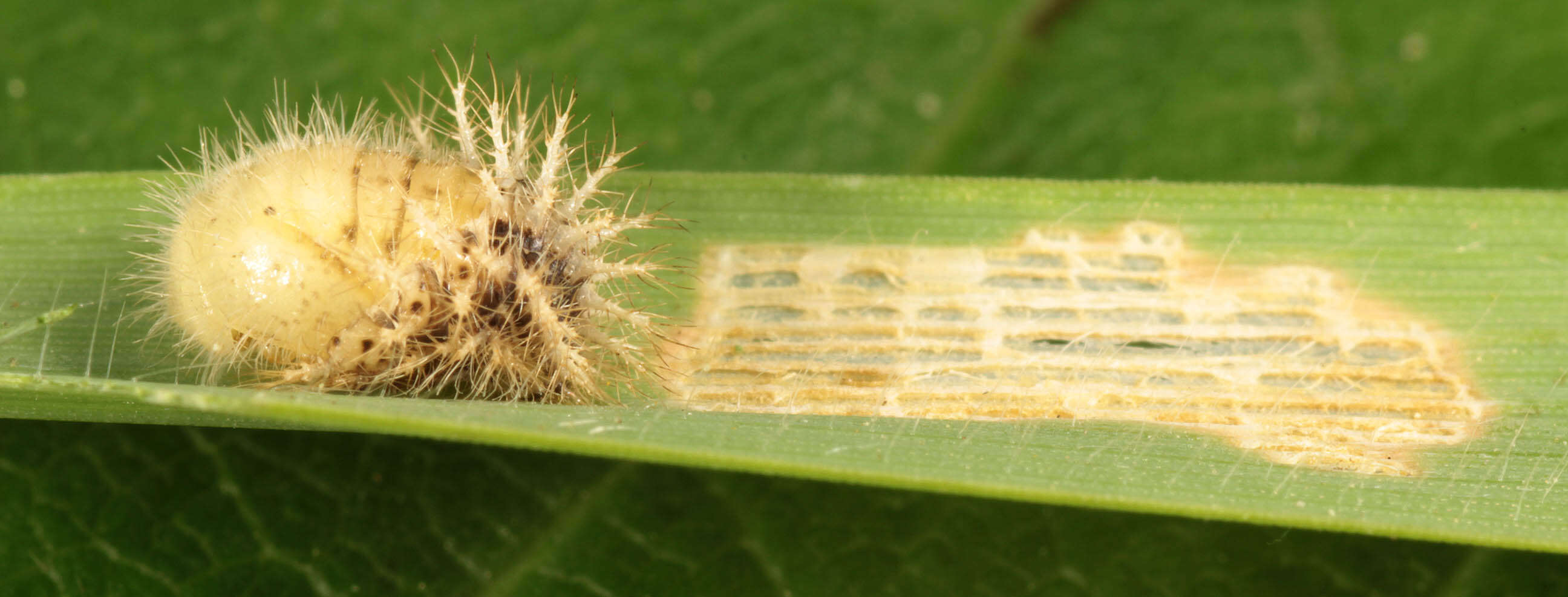 Image of Subcoccinella vigintiquattuorpunctata