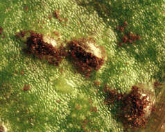 Image of Puccinia hieracii (Röhl.) H. Mart. 1817