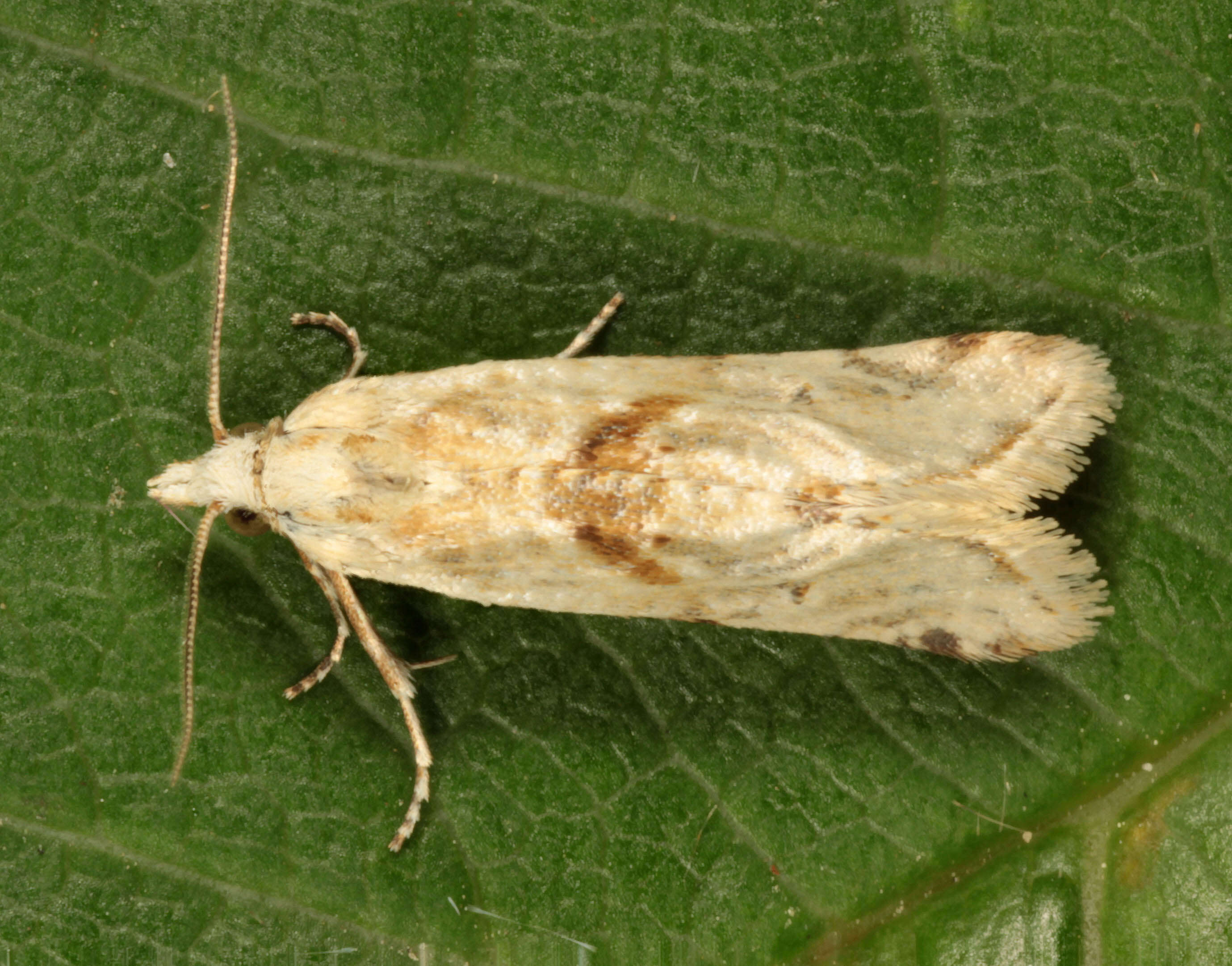 Image of Cochylimorpha straminea Haworth 1811