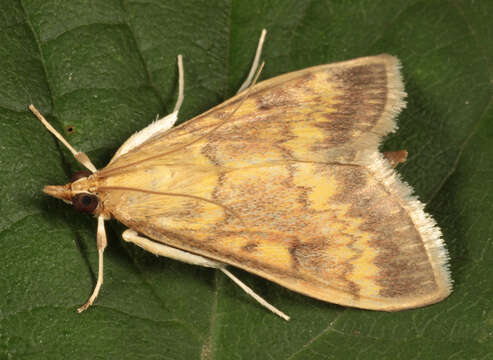 Image of European Corn Borer