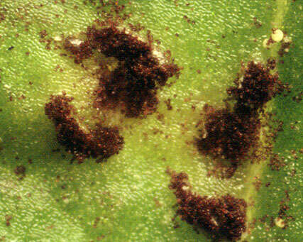 Puccinia hieracii (Röhl.) H. Mart. 1817的圖片