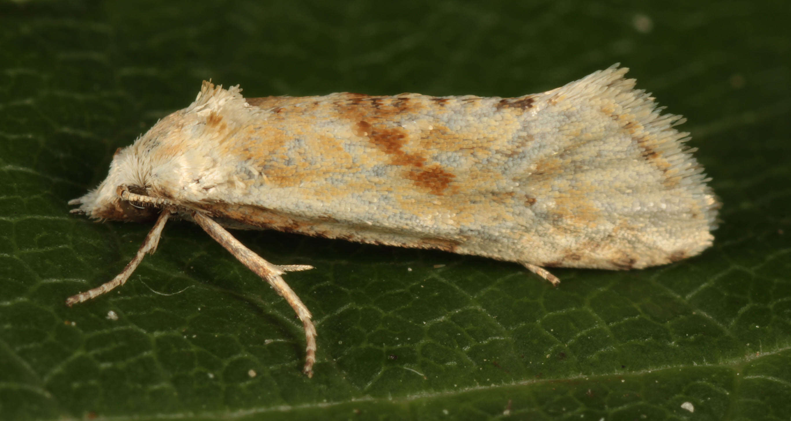 Image of Cochylimorpha straminea Haworth 1811