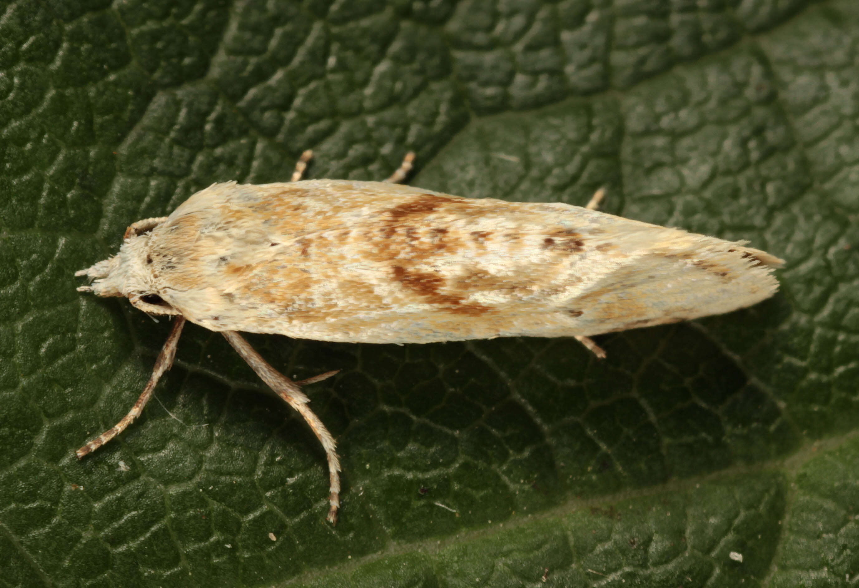 Image of Cochylimorpha straminea Haworth 1811