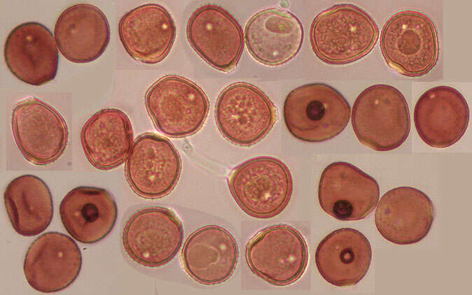 Puccinia hieracii (Röhl.) H. Mart. 1817的圖片