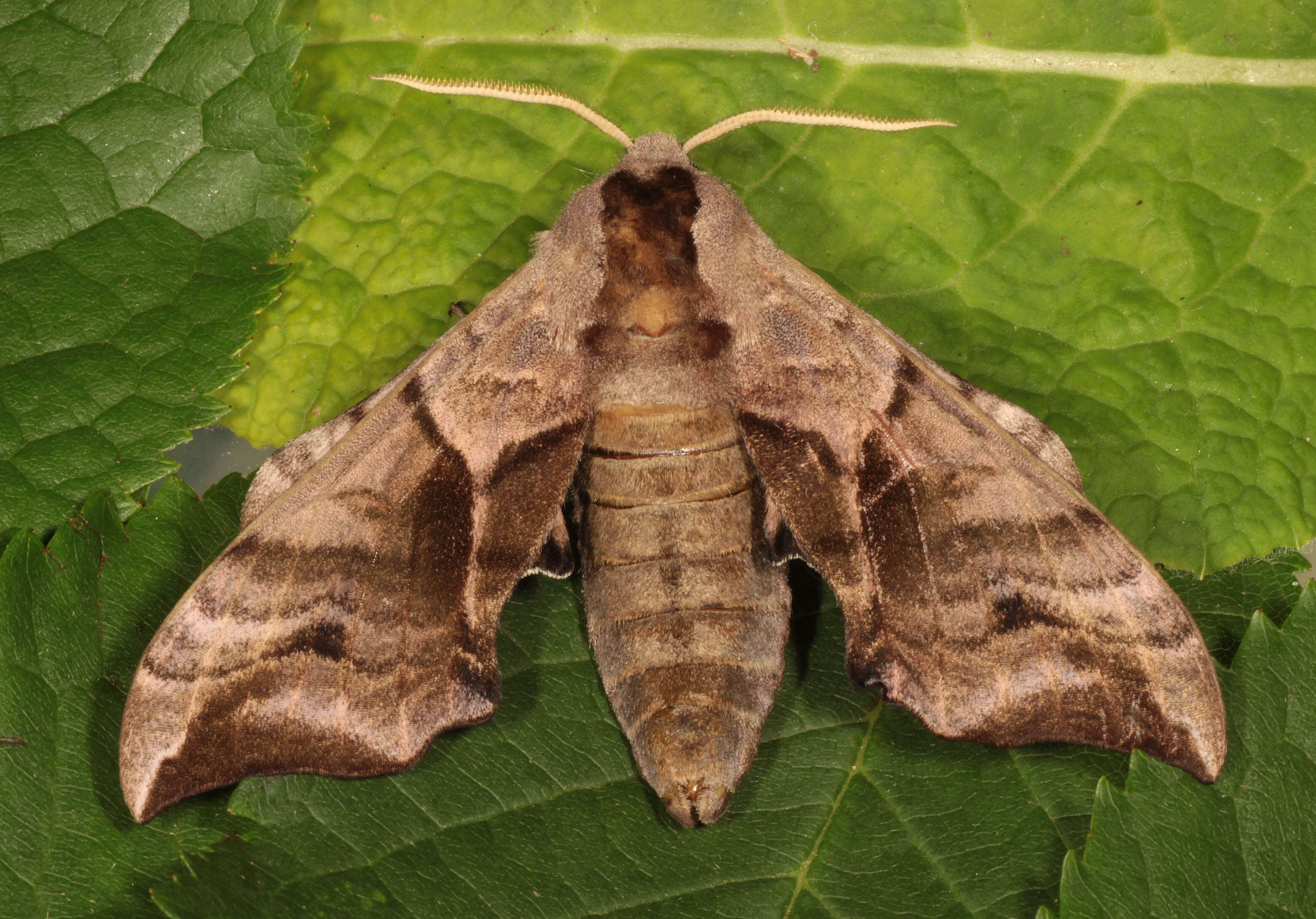 Image of Smerinthus ocellata (Linnaeus 1758)