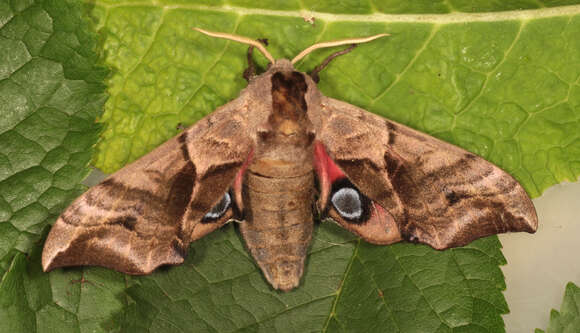 Image of Smerinthus ocellata (Linnaeus 1758)