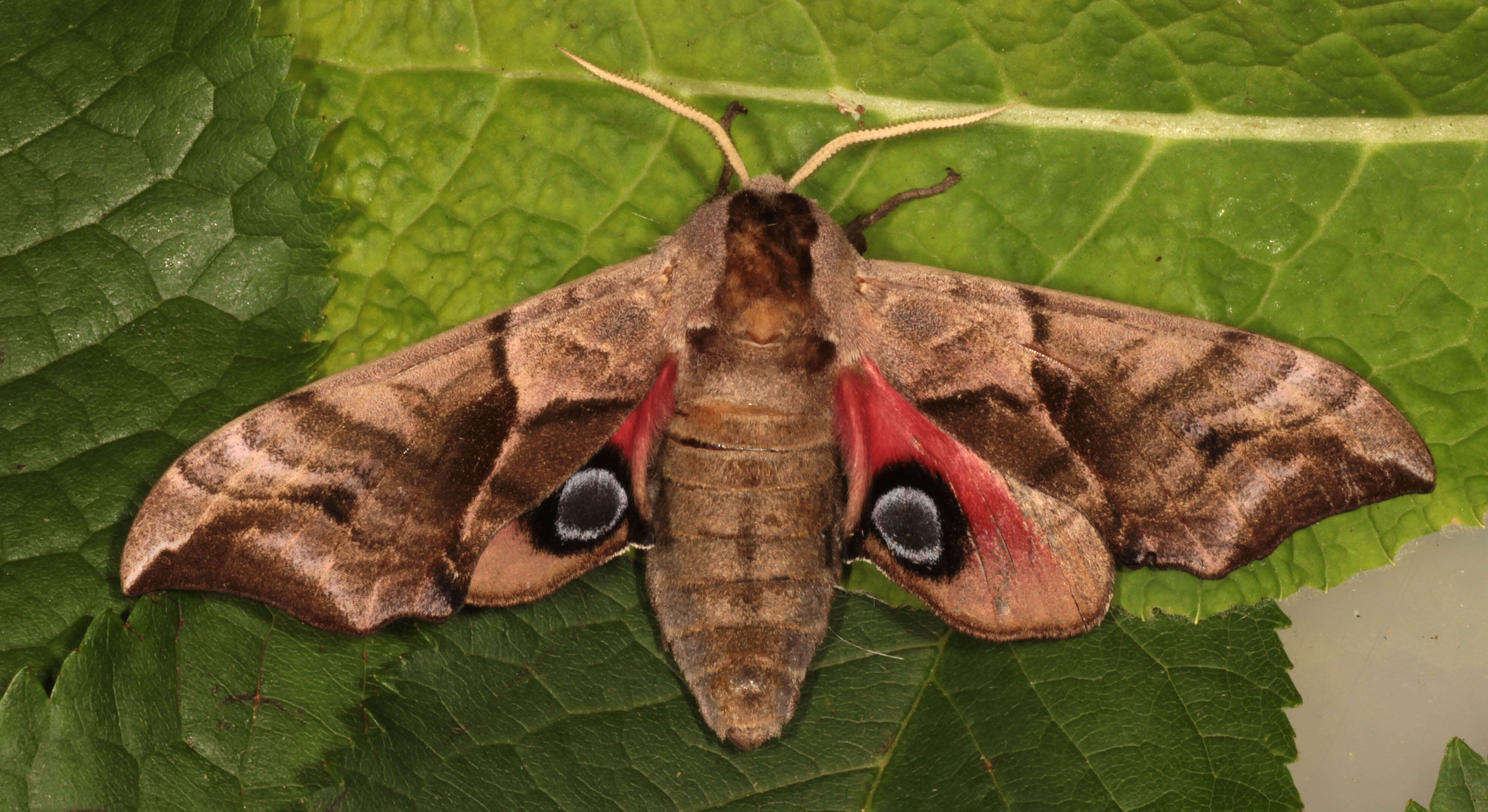 Image of Smerinthus ocellata (Linnaeus 1758)