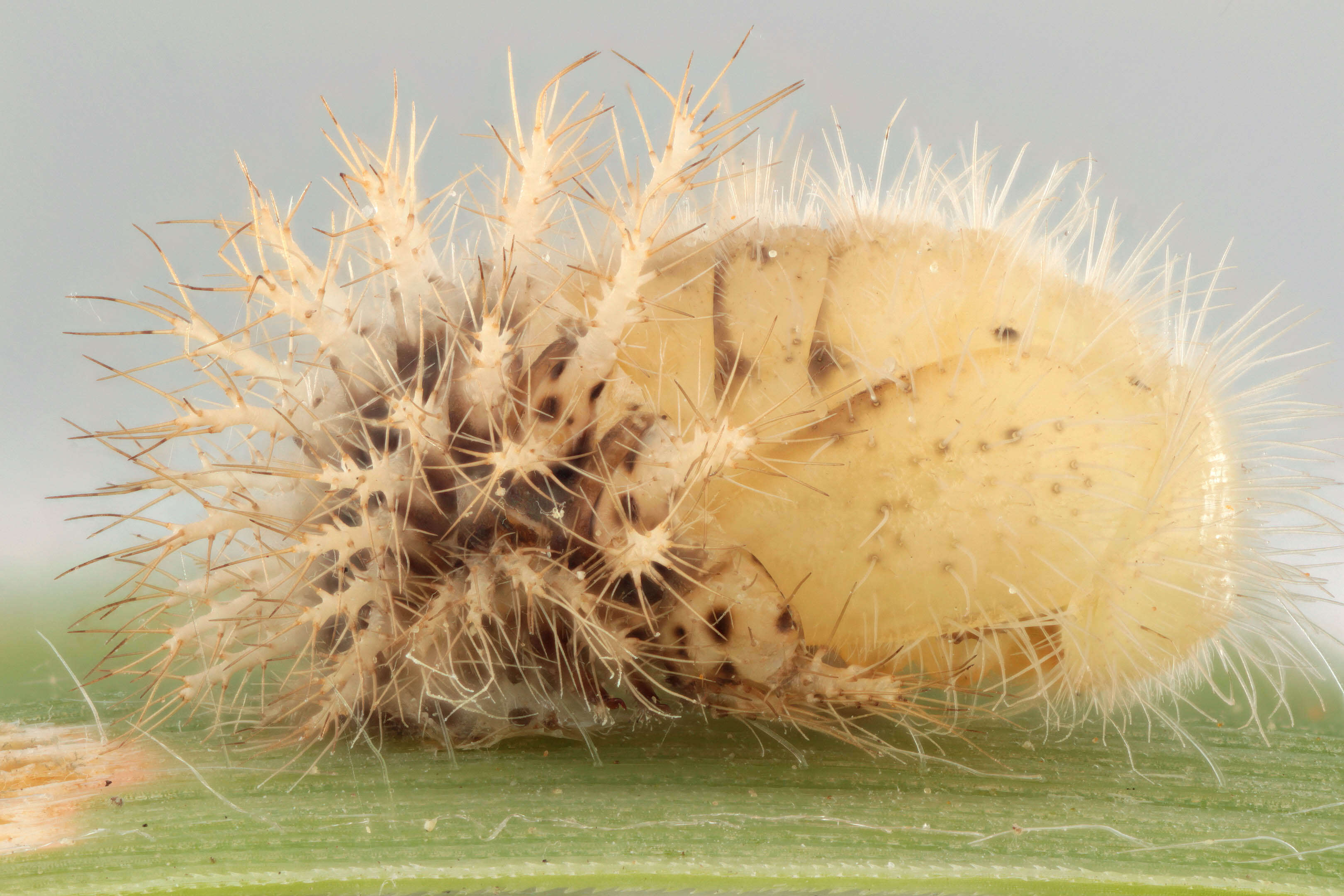 Image of Subcoccinella vigintiquattuorpunctata