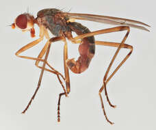 Image of Calobata petronella