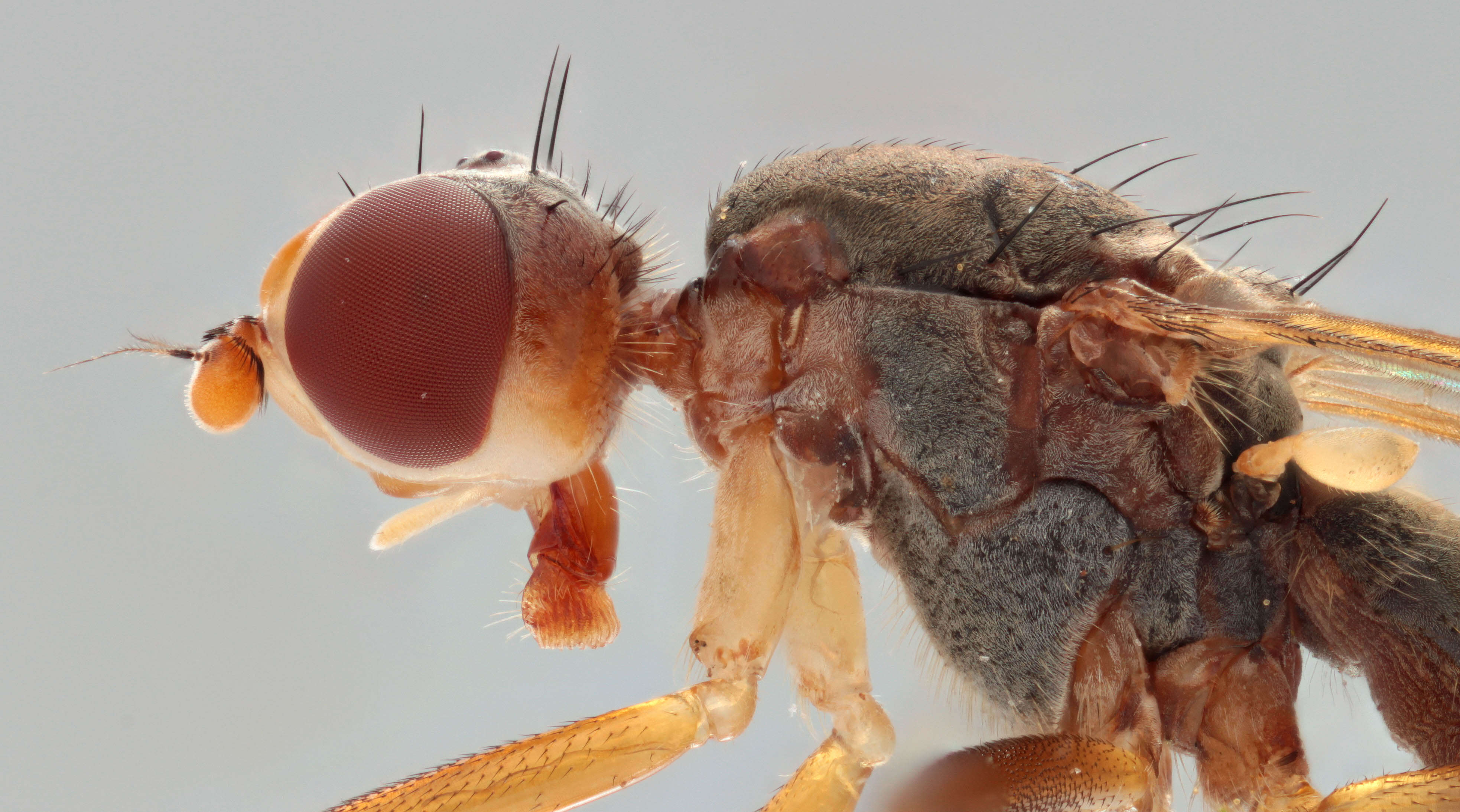 Image of Calobata petronella