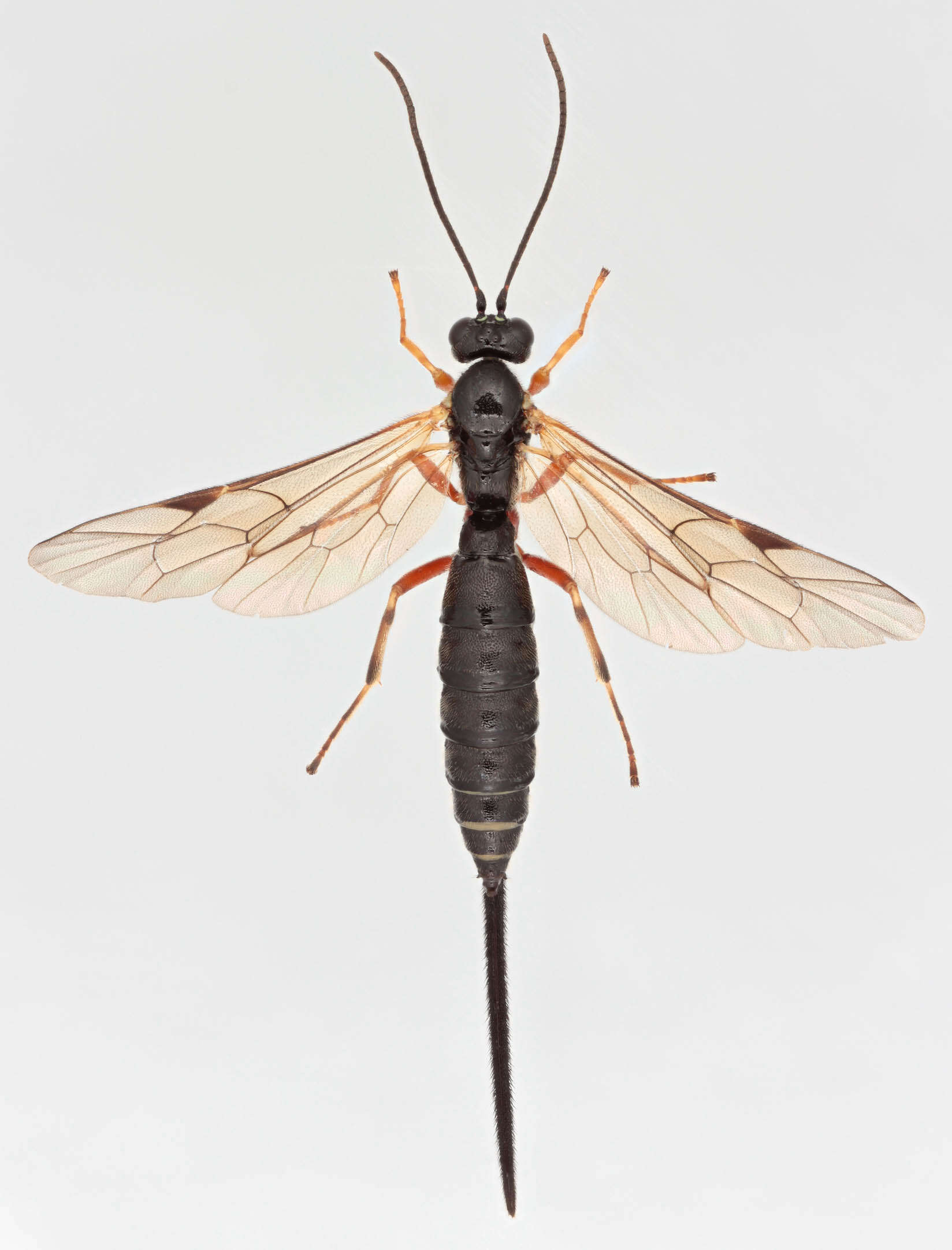 Image of Scambus buolianae (Hartig 1838)