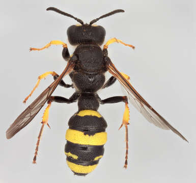 Image of Ornate Tailed Digger Wasp