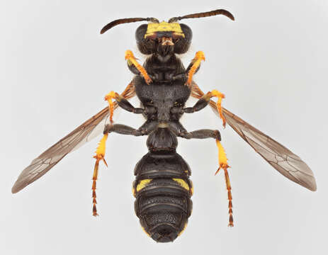 Image of Ornate Tailed Digger Wasp