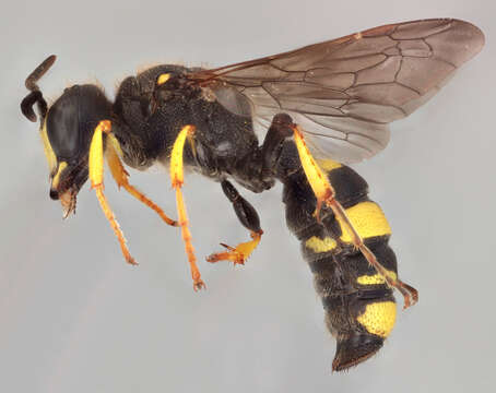 Image of Ornate Tailed Digger Wasp