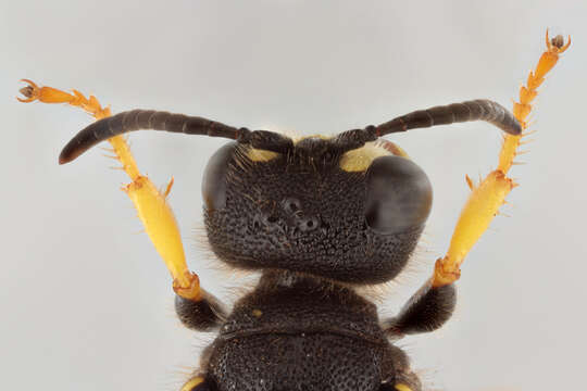 Image of Ornate Tailed Digger Wasp