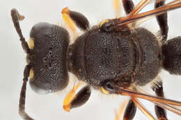 Image of Ornate Tailed Digger Wasp