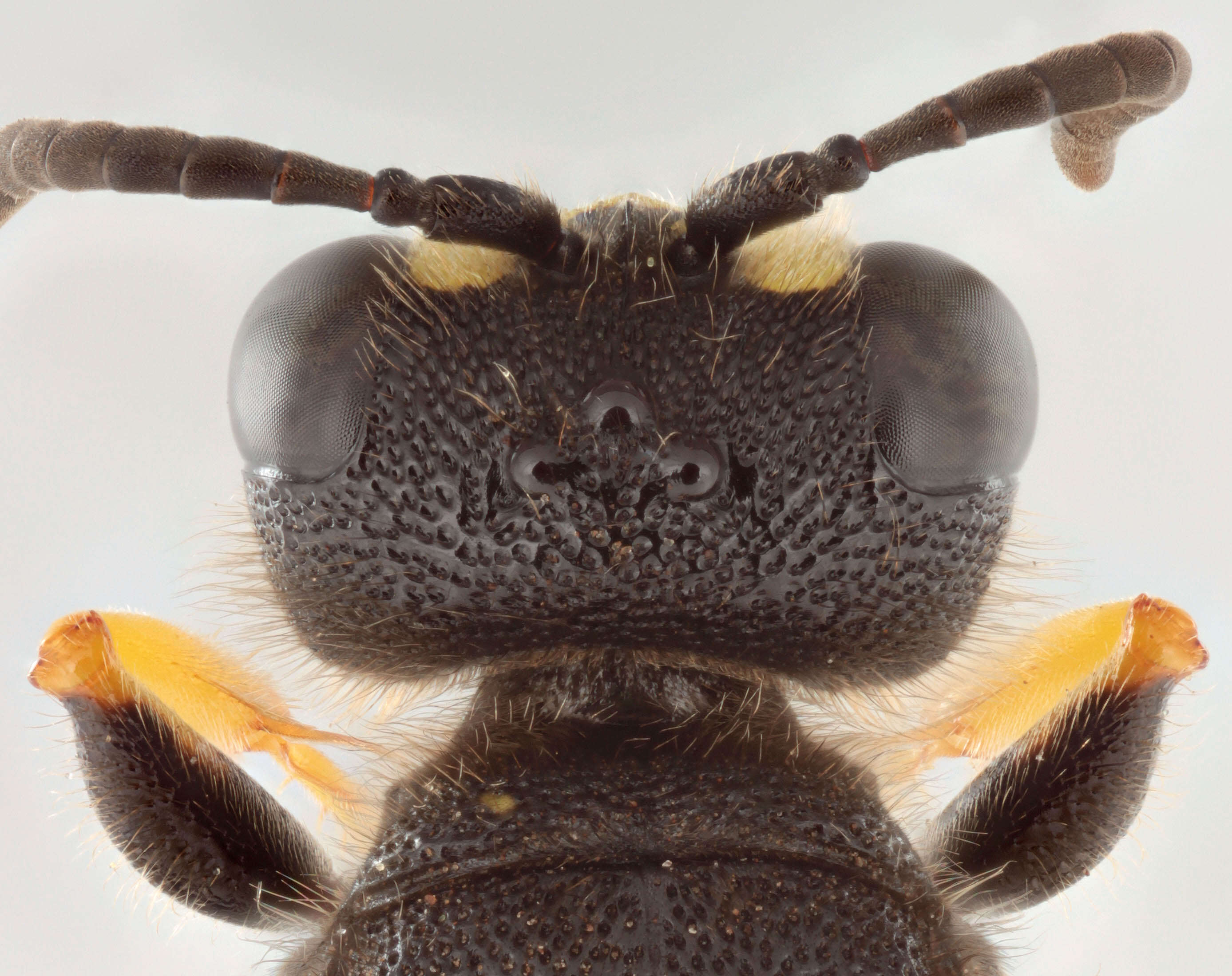 Image of Ornate Tailed Digger Wasp