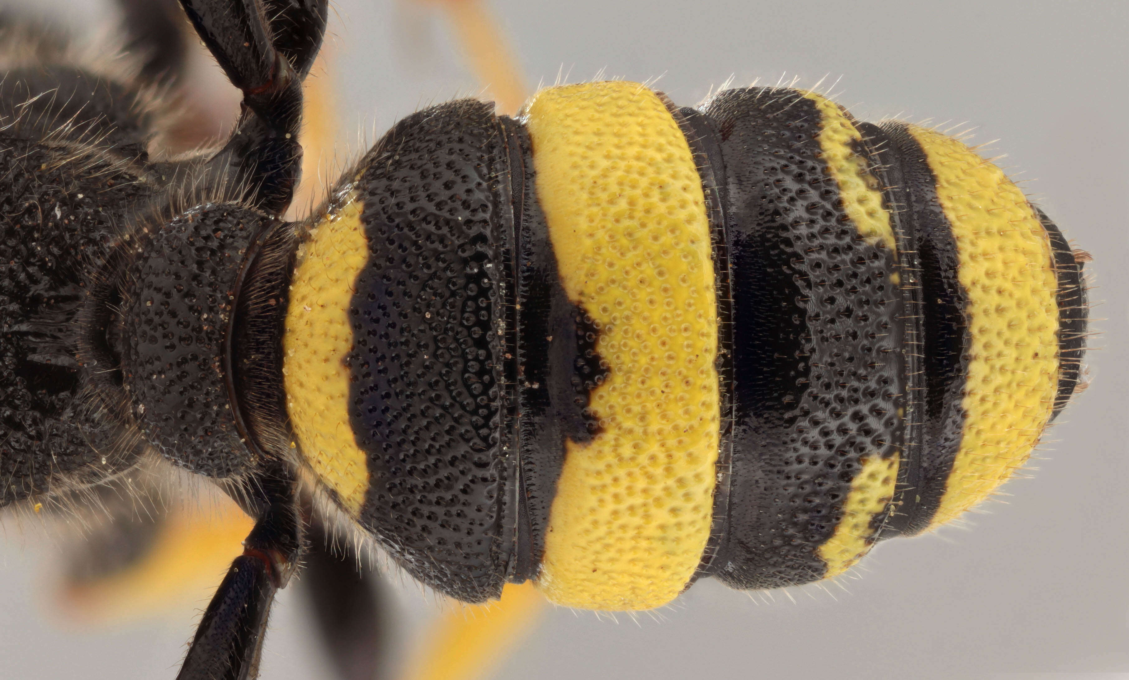 Image of Ornate Tailed Digger Wasp