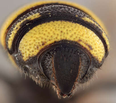 Image of Ornate Tailed Digger Wasp