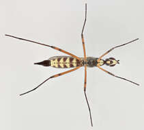 Image of Micropeza corrigiolata (Linnaeus 1767)