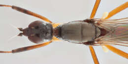 Image of Micropeza corrigiolata (Linnaeus 1767)