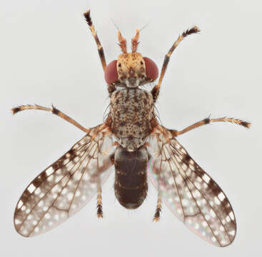 Image of Dictya umbrarum (Linnaeus 1758)