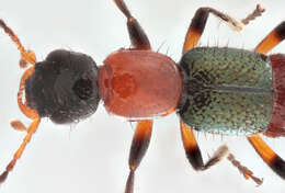 Image of Paederus (Heteropaederus) fuscipes Curtis 1826