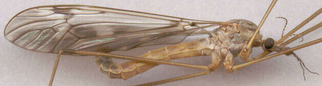 Image of Tipula (Vestiplex) scripta Meigen 1830