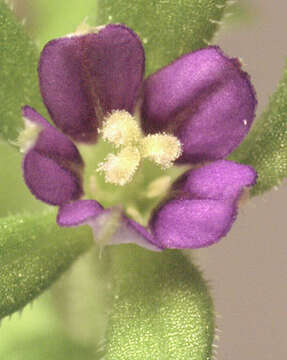 صورة Legousia hybrida (L.) Delarbre