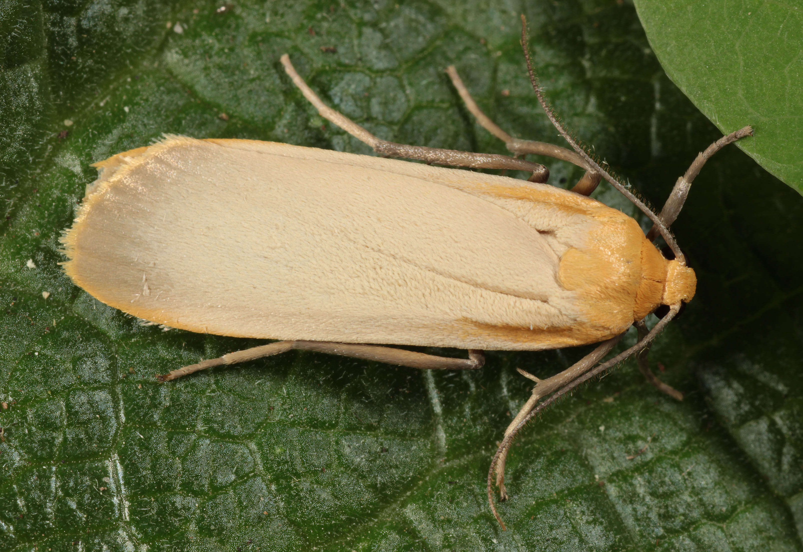 Image of buff footman