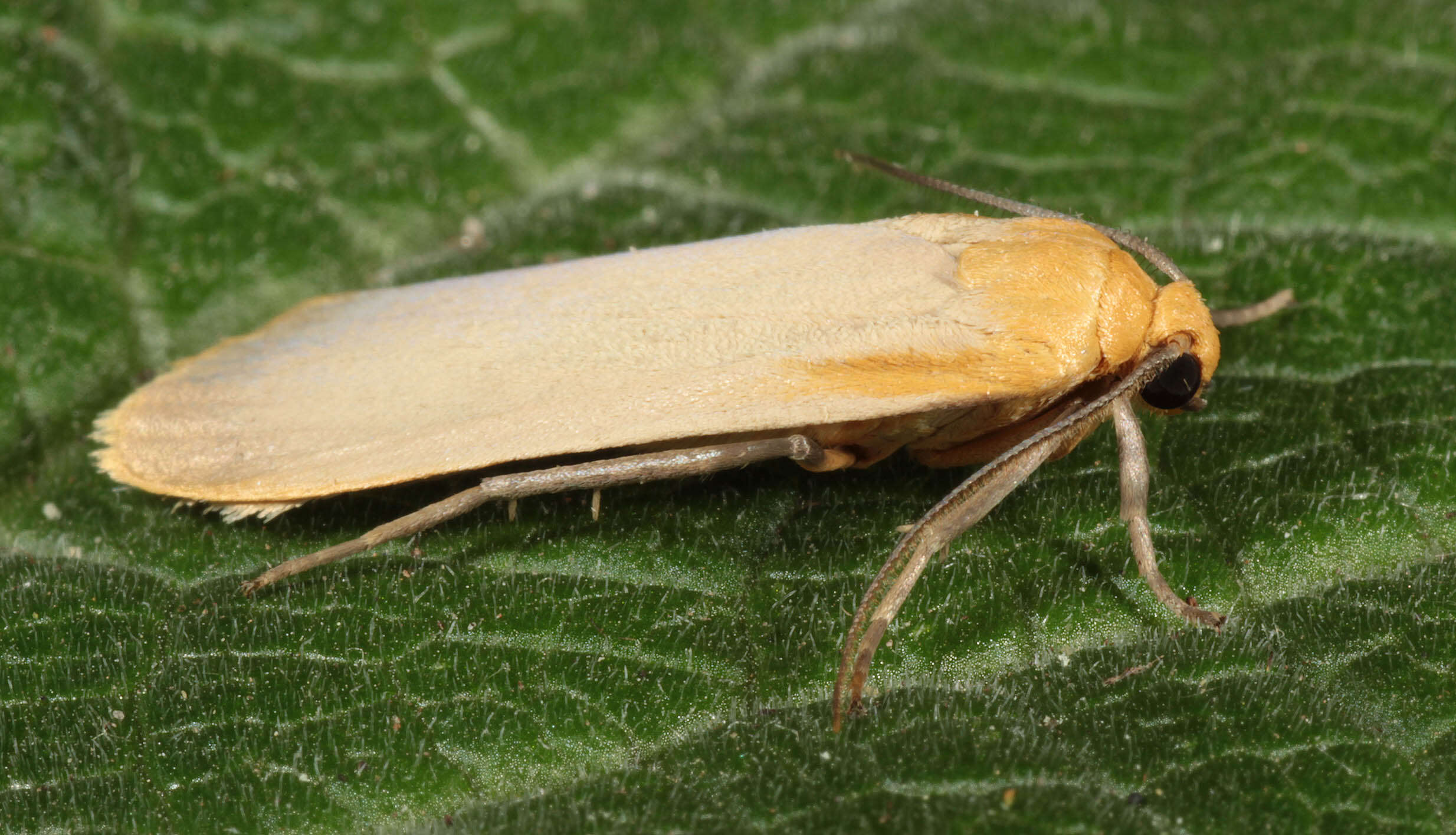 Image of buff footman