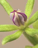 صورة Legousia hybrida (L.) Delarbre