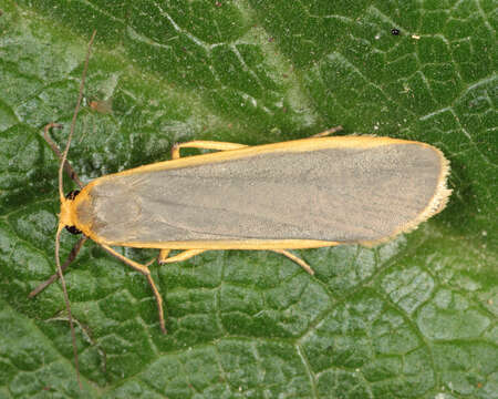 Image of common footman