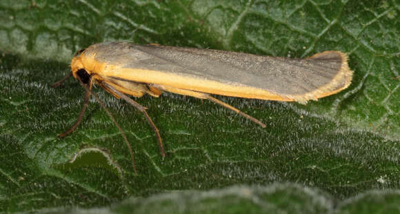 Image of common footman