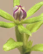 صورة Legousia hybrida (L.) Delarbre