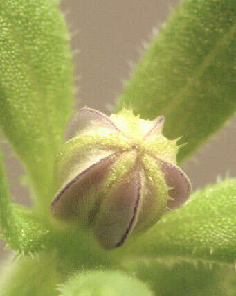 صورة Legousia hybrida (L.) Delarbre