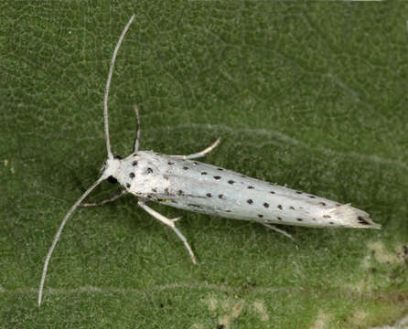 Image of Bird-cherry Ermine