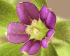 صورة Legousia hybrida (L.) Delarbre