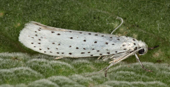 Image of Bird-cherry Ermine