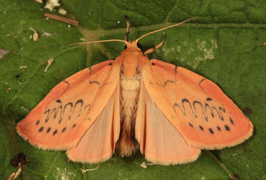 Image of rosy footman