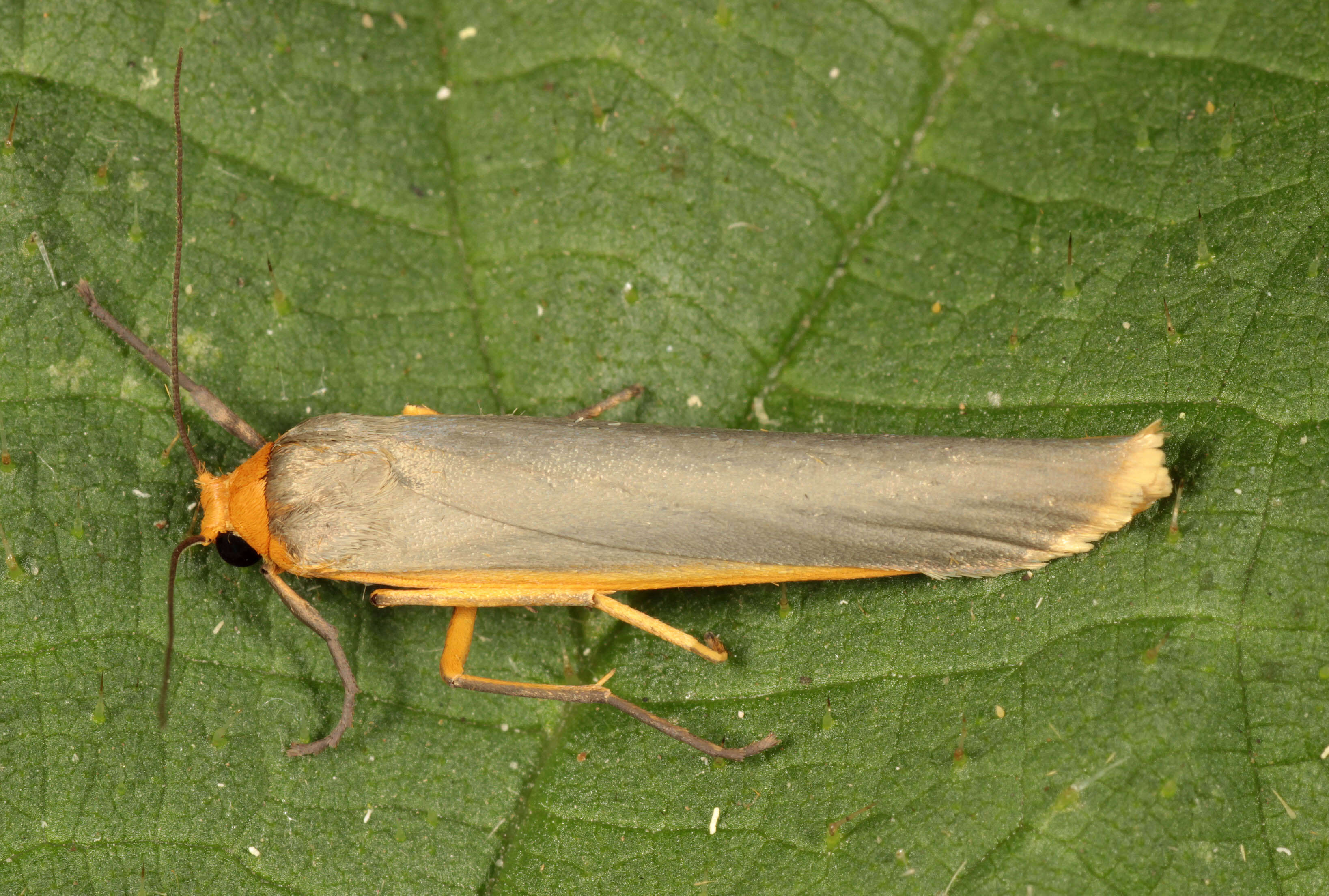 Image of scarce footman