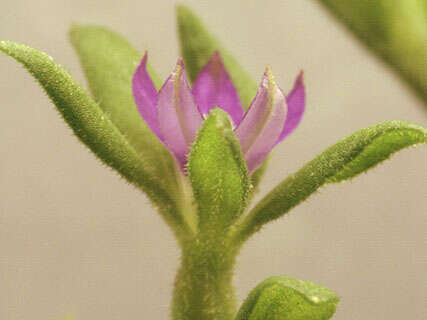 صورة Legousia hybrida (L.) Delarbre