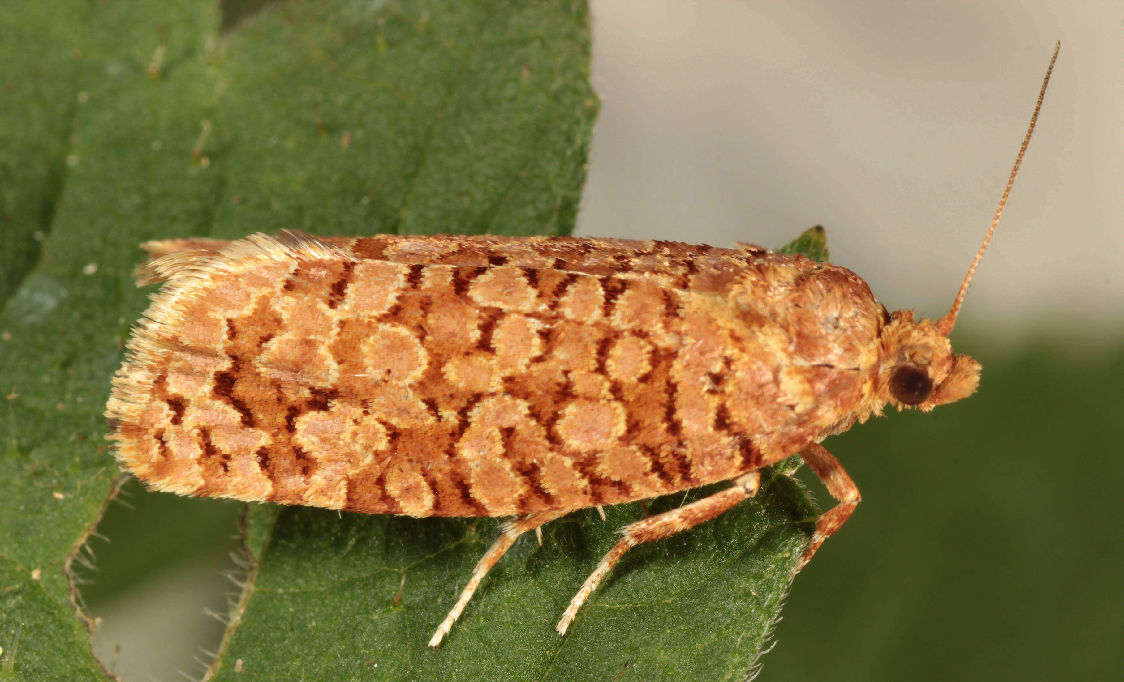 Image of Lozotaeniodes