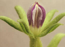 صورة Legousia hybrida (L.) Delarbre