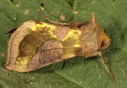 Image of burnished brass