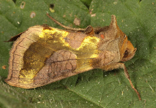 Image of burnished brass