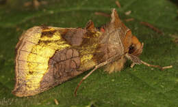 Image of burnished brass