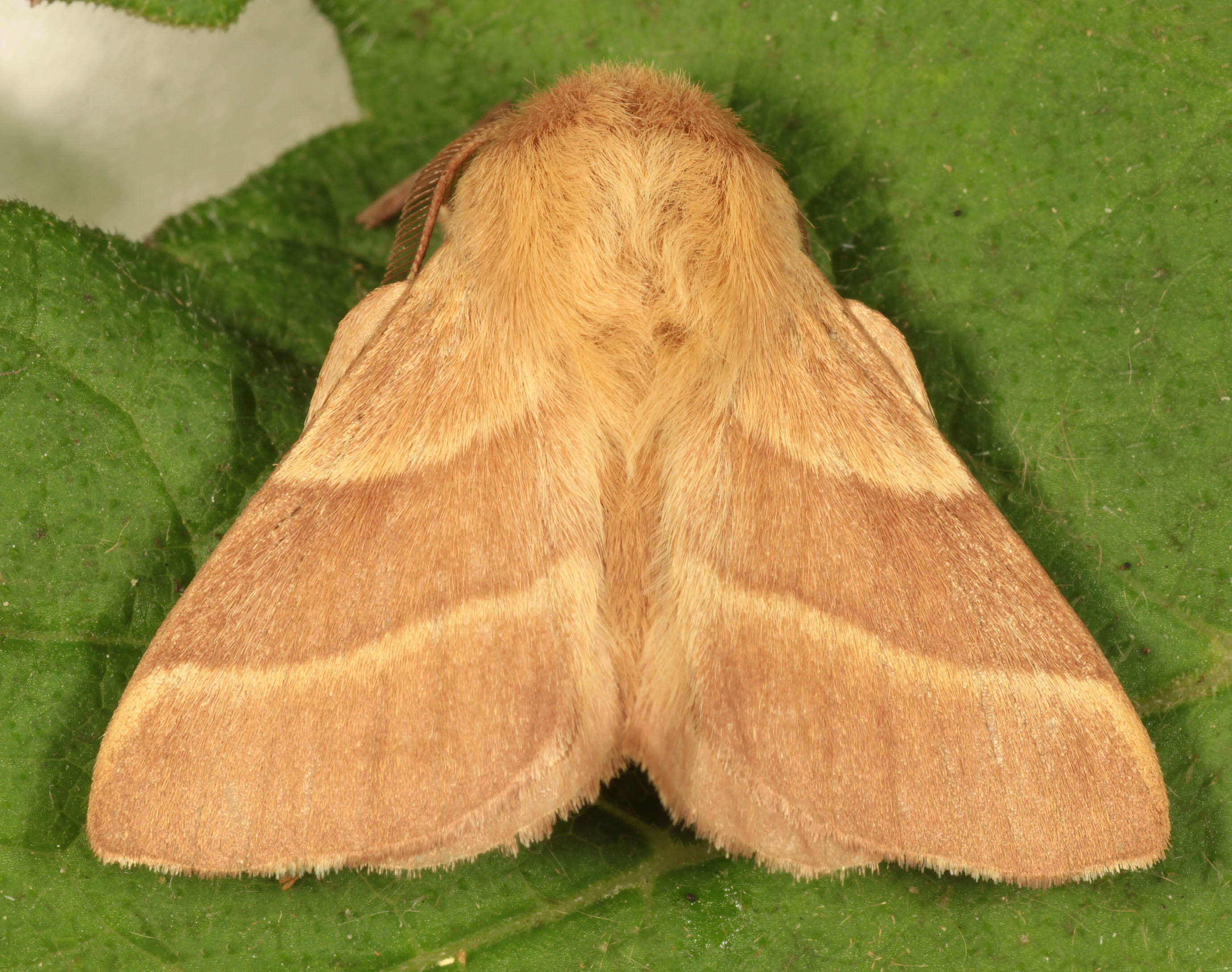Image of lackey moth